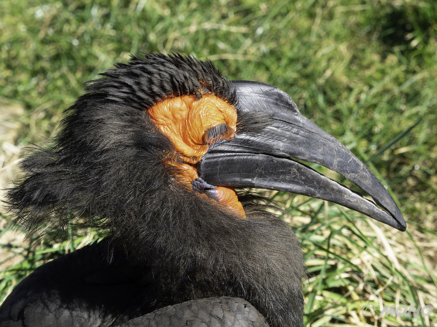 Südl. Hornvogel