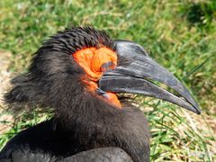 Südl. Hornvogel