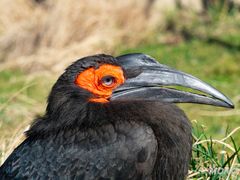 Südl. Hornvogel