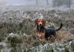 Südländische Bracke in der Lüneburger Heide