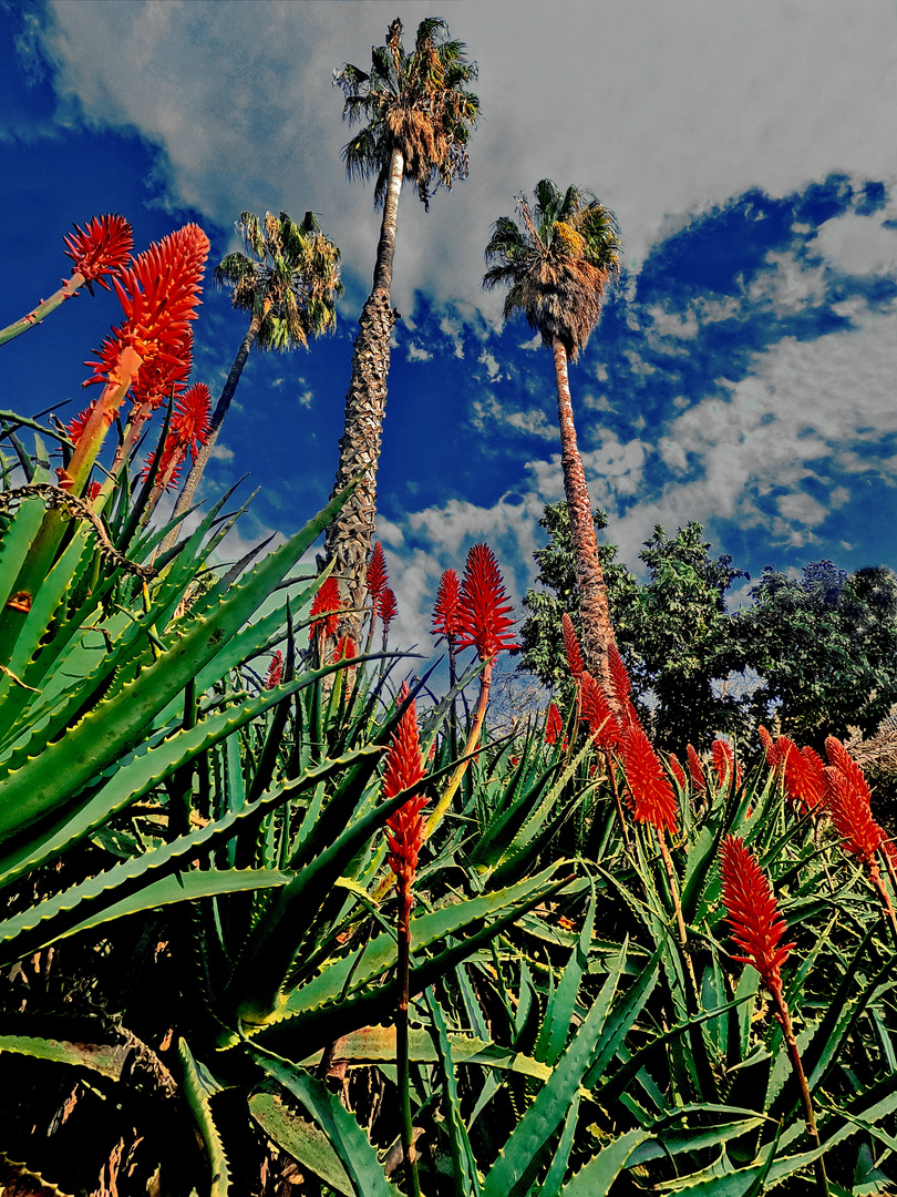 Südländische Vegetation - Aloe Vera 