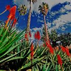 Südländische Vegetation - Aloe Vera 