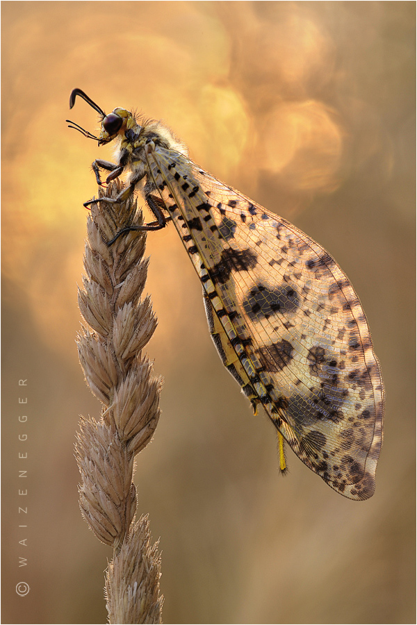 Südliche Ameisenjungfer (Palpares libelluloides)