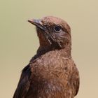 Südliche Ant-eating chat