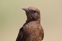 Südliche Ant-eating chat