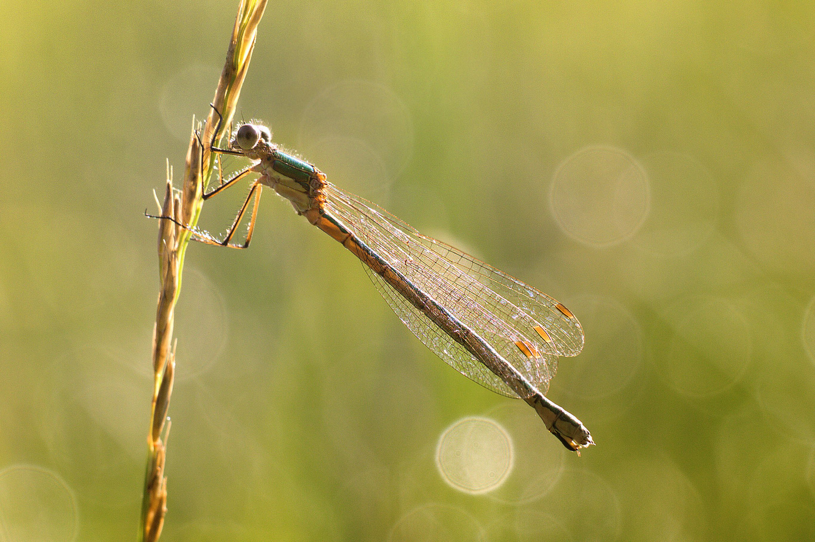 Südliche Binsenjungfer (Lestes barbarus)