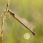 Südliche Binsenjungfer (Lestes barbarus)