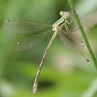 Südliche Binsenjungfer (Lestes barbarus)