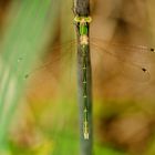 Südliche Binsenjungfer (Lestes barbarus)