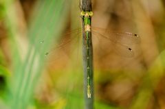 Südliche Binsenjungfer (Lestes barbarus)