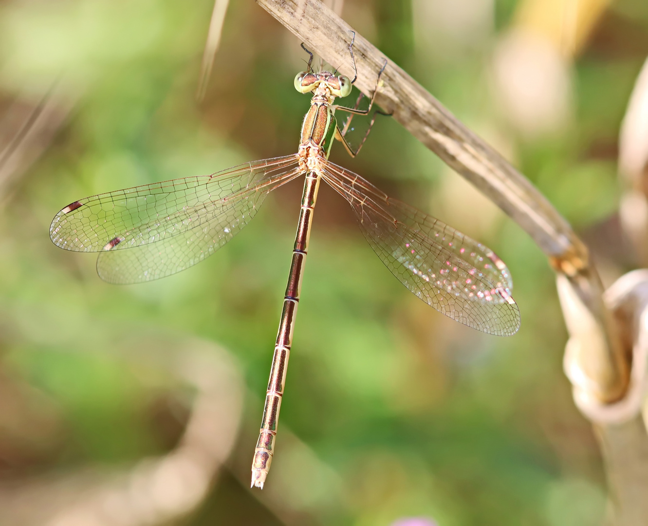  Südliche Binsenjungfer (Lestes barbarus)