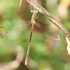  Südliche Binsenjungfer (Lestes barbarus)