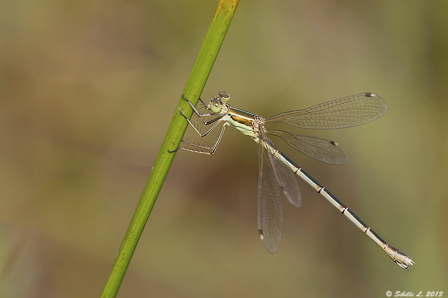 Südliche Binsenjungfer (Lestes barbarus)