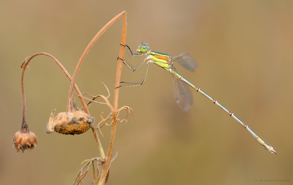 Südliche Binsenjungfer (Lestes barbarus)