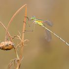 Südliche Binsenjungfer (Lestes barbarus)