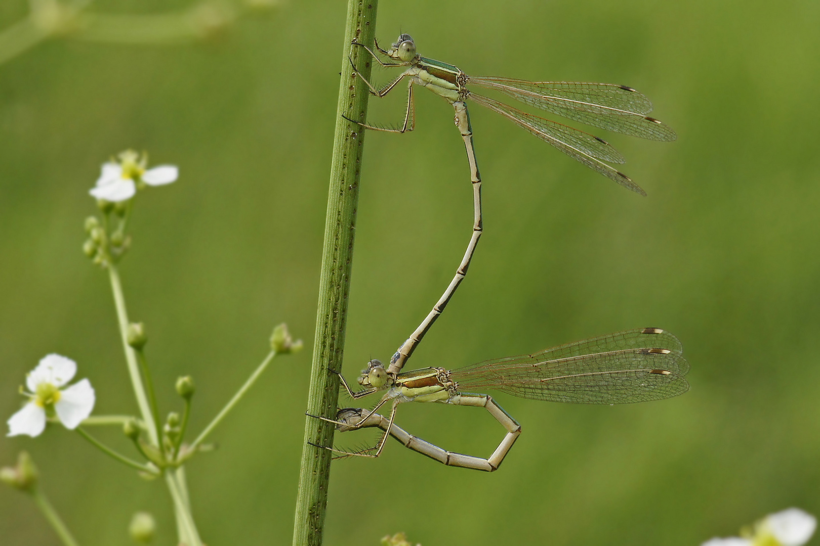 Südliche Binsenjungfer (Lestes barbarus)