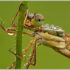 Südliche Binsenjungfer (Lestes barbarus)