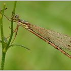 Südliche Binsenjungfer (Lestes barbarus)