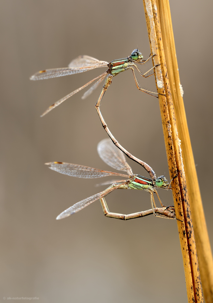 Südliche Binsenjungfer (Lestes barbarus)