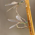 Südliche Binsenjungfer (Lestes barbarus)