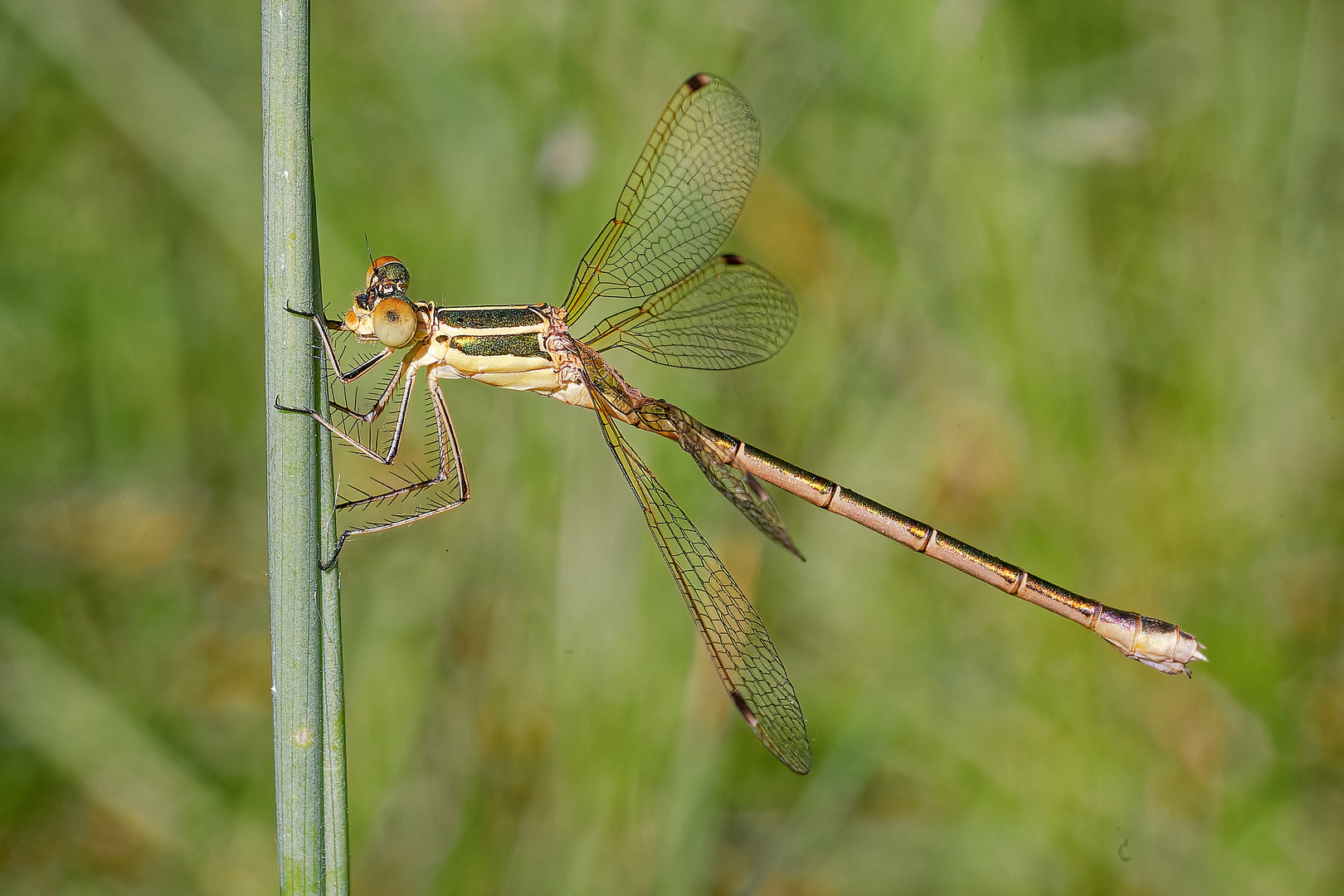 Südliche Binsenjungfer – lestes barbarus