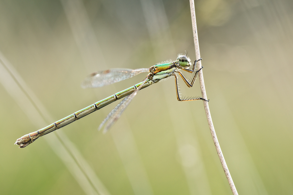 ...Südliche Binsenjungfer (Lestes barbarus)...