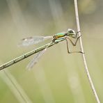 ...Südliche Binsenjungfer (Lestes barbarus)...