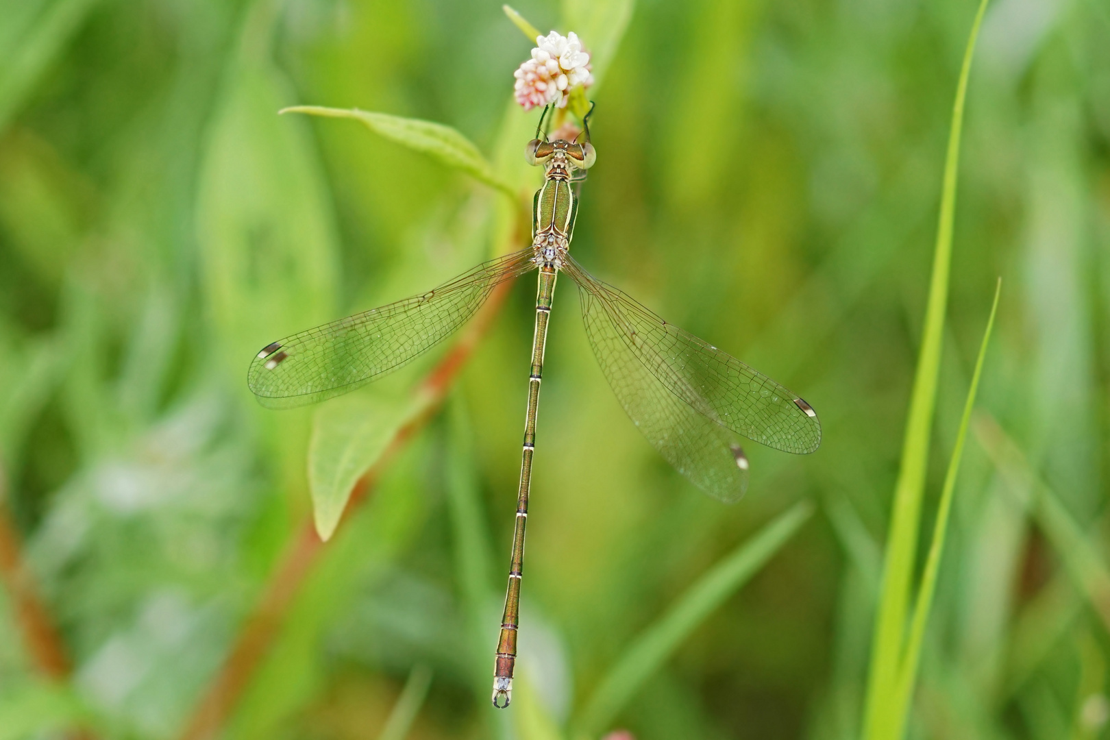 Südliche Binsenjungfer (Lestes barbarus), Männchen