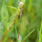 Südliche Binsenjungfer (Lestes barbarus), Männchen