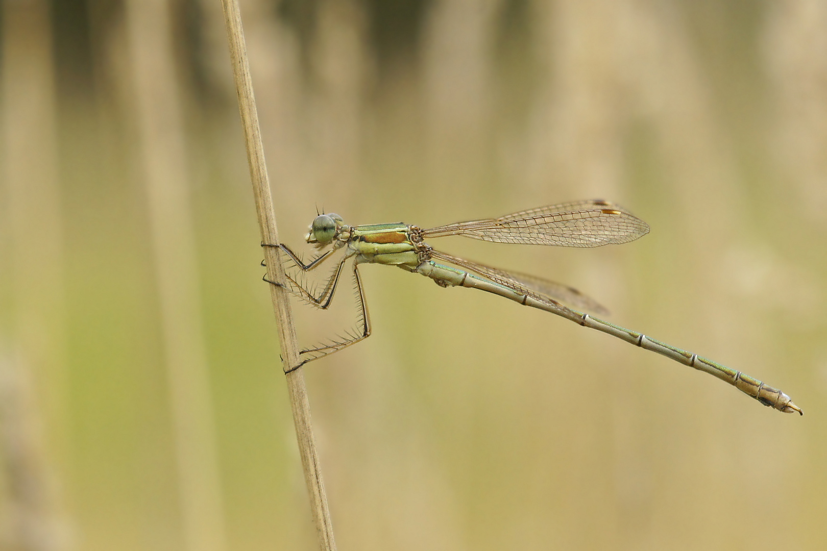 Südliche Binsenjungfer (Lestes barbarus), Männchen