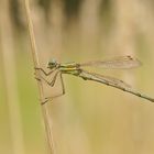 Südliche Binsenjungfer (Lestes barbarus), Männchen