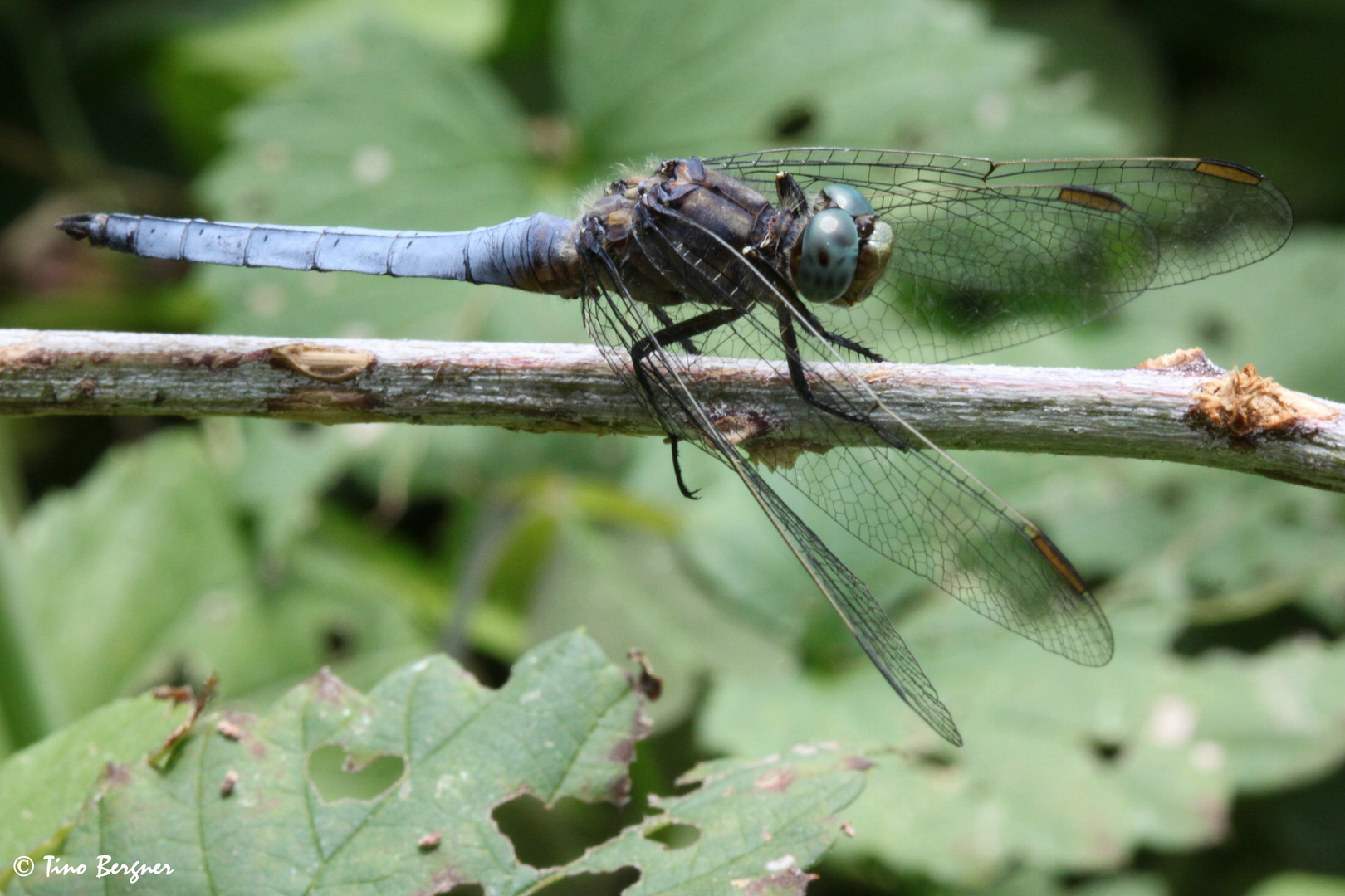 Südliche Blaupfeillibelle 3 (Orthetrum brunneum)