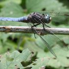 Südliche Blaupfeillibelle 3 (Orthetrum brunneum)