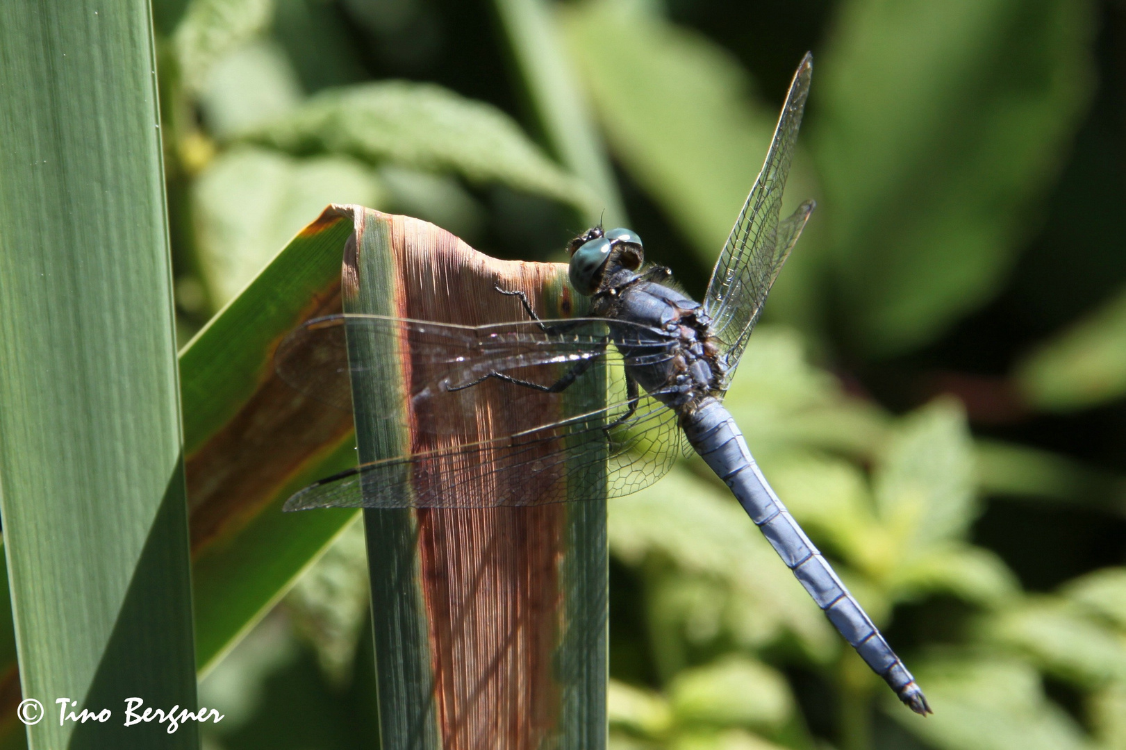 Südliche Blaupfeillibelle (Orthetrum brunneum)