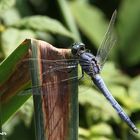 Südliche Blaupfeillibelle (Orthetrum brunneum)