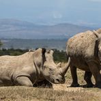 Südliche Breitmaulnashorn