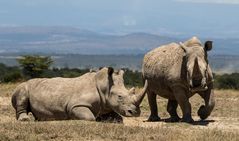 Südliche Breitmaulnashorn