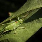 Südliche Eichenschrecke (Meconema meridionale) ?