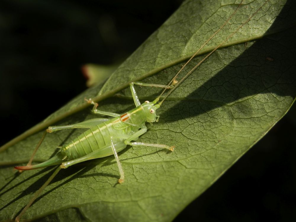 Südliche Eichenschrecke (Meconema meridionale) ?