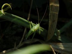 Südliche Eichenschrecke (Meconema meridionale) - Männchen