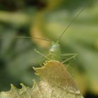 Südliche Eichenschrecke (Meconema meridionale) - Männchen