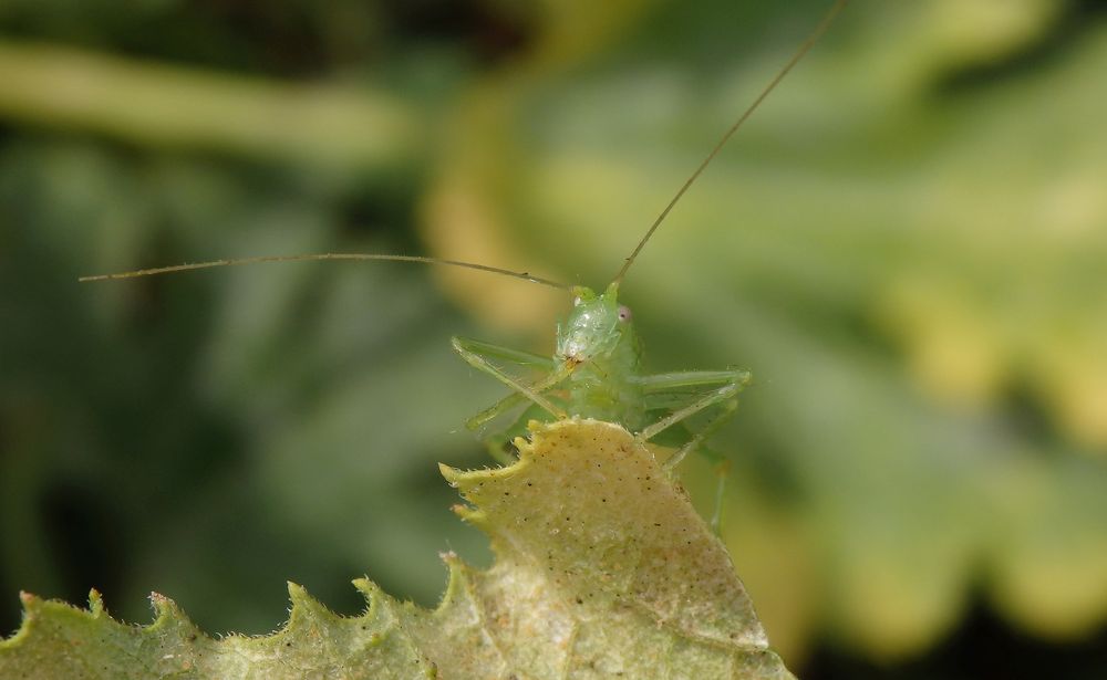 Südliche Eichenschrecke (Meconema meridionale) - Männchen