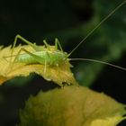 Südliche Eichenschrecke (Meconema meridionale) - Männchen