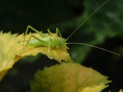 Südliche Eichenschrecke (Meconema meridionale) - Männchen