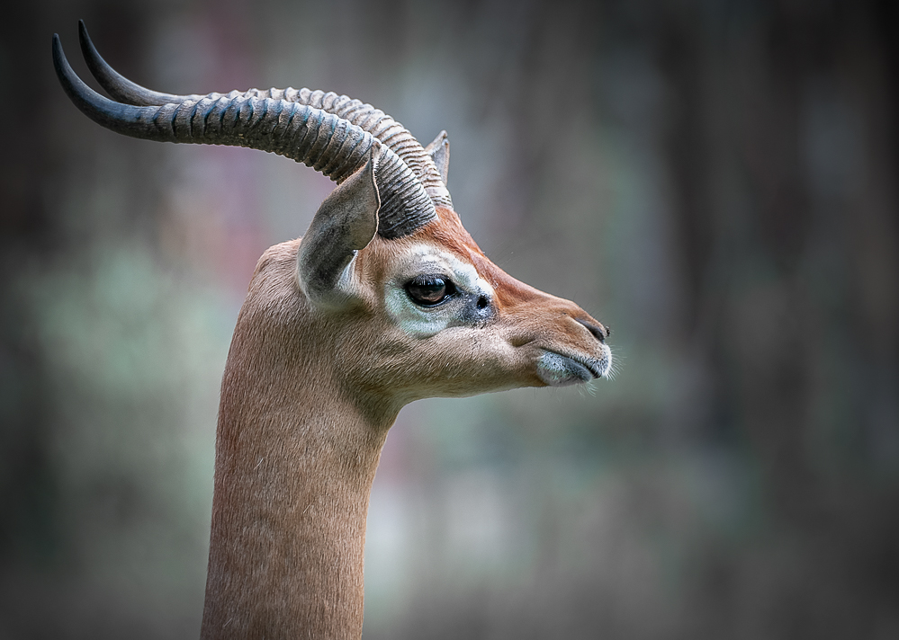 Südliche Giraffengazelle