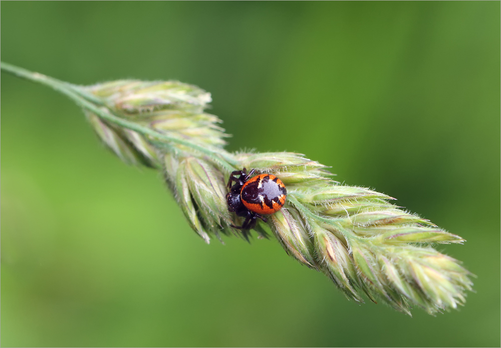 Südliche Glanz-Krabbenspinne