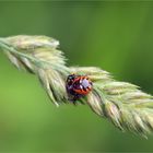 Südliche Glanz-Krabbenspinne