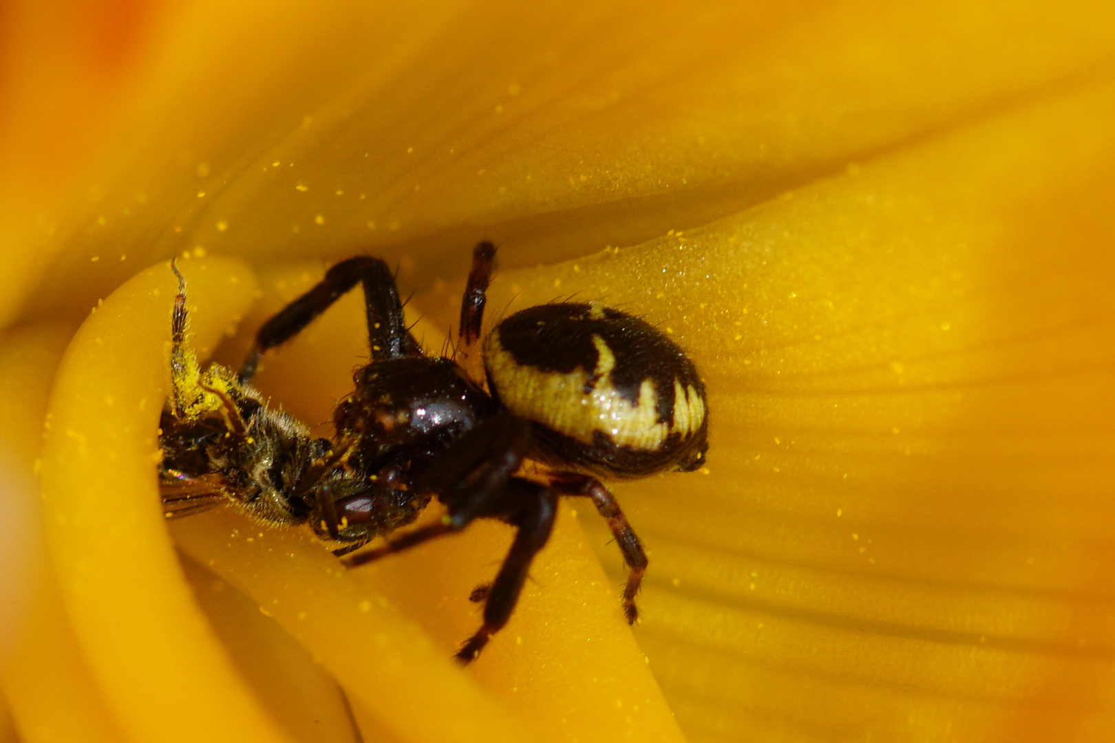 Südliche Glanz-Krabbenspinne