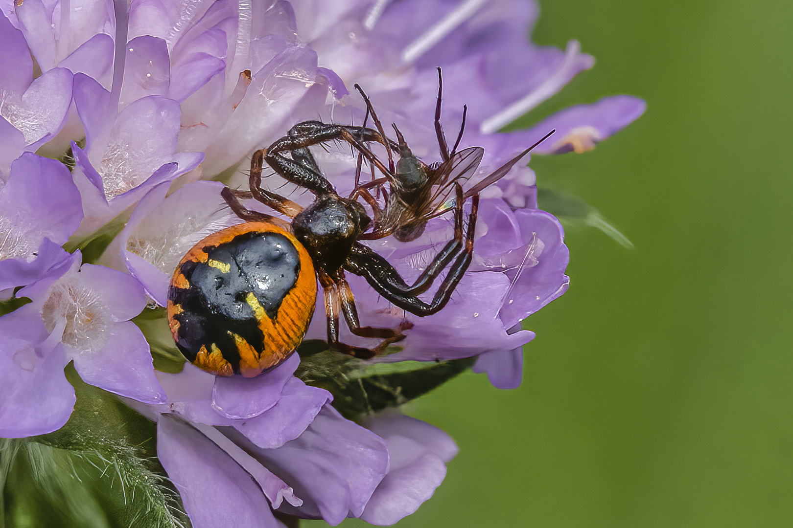 Südliche Glanz-Krabbenspinne