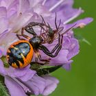 Südliche Glanz-Krabbenspinne